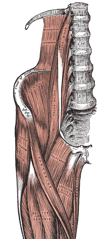 골반과 허벅지 앞쪽 근육 그림 - 허리뼈 옆에서 내려오는 대요근(Psoas major)과 장골 안쪽의 장골근(Iliacus)이 사타구니 앞을 지나고, 그 안쪽으로 치골 쪽에서 시작하는 치골근(Pectineus), 장내전근(Adductor longus), 박근(Gracilis)이 허벅지 안쪽으로 내려간다