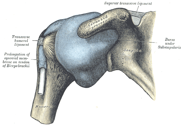 어깨 관절을 앞에서 본 해부 그림. 위팔뼈(Humerus) 머리를 감싼 관절낭이 부풀려져 둥근 주머니 모양으로 보이고, 위쪽에 오훼돌기(Coracoid process)와 견갑상 인대(Superior transverse ligament), 안쪽에 견갑하근 아래 점액낭(Bursa under Subscapularis), 바깥쪽에 횡상완인대(Transverse humeral ligament)와 이두근 힘줄을 따라 늘어난 활막(Prolongation of synovial membrane on tendon of Biceps brachii)이 영문 라벨로 표시되어 있다