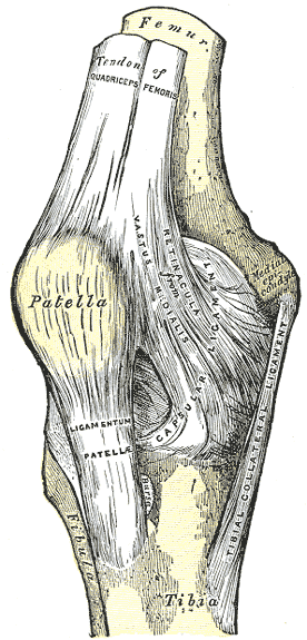 오른쪽 무릎을 앞에서 본 해부 그림. 위쪽 허벅지뼈(Femur)에서 내려온 대퇴사두근 힘줄(Tendon of quadriceps femoris)이 무릎뼈(Patella)를 지나 무릎인대(Ligamentum patellae)가 되어 정강뼈(Tibia)에 붙고, 오른쪽에는 정강 곁인대(Tibial collateral ligament)가 허벅지뼈에서 정강뼈로 길게 내려오며, 그 사이 관절주머니(Capsule)와 지지띠(Retinaculum)가 보인다
