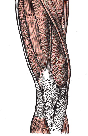 허벅지 아래쪽과 무릎을 앞에서 본 근육 해부도. 가운데 위쪽에 대퇴직근(RECTUS FEMORIS), 왼쪽에 외측광근(VASTUS LATERALIS), 오른쪽에 내측광근(VASTUS MEDIALIS)이 있고, 이 근육들이 아래로 모여 흰 힘줄(Tendon of QUADRICEPS FEMORIS)이 되어 무릎뼈(Patella) 위쪽에 붙는다. 무릎뼈 아래로는 슬개인대(Lig. Patellae)가 정강이뼈(Tibia)로 이어진다