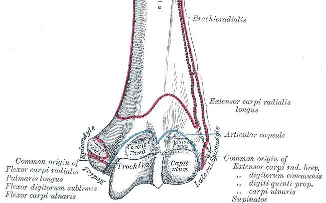 위팔뼈 아래쪽을 앞에서 본 해부 그림. 오른쪽의 외측 상과(Lateral Epicondyle)에 짧은요측수근신근·총지신근·소지신근·척측수근신근·회외근이 함께 붙는 자리(Common origin of Extensor carpi rad. brev. …)가, 왼쪽의 내측 상과에는 손목 굽힘근들이 함께 붙는 자리가 영문 라벨로 표시되어 있다