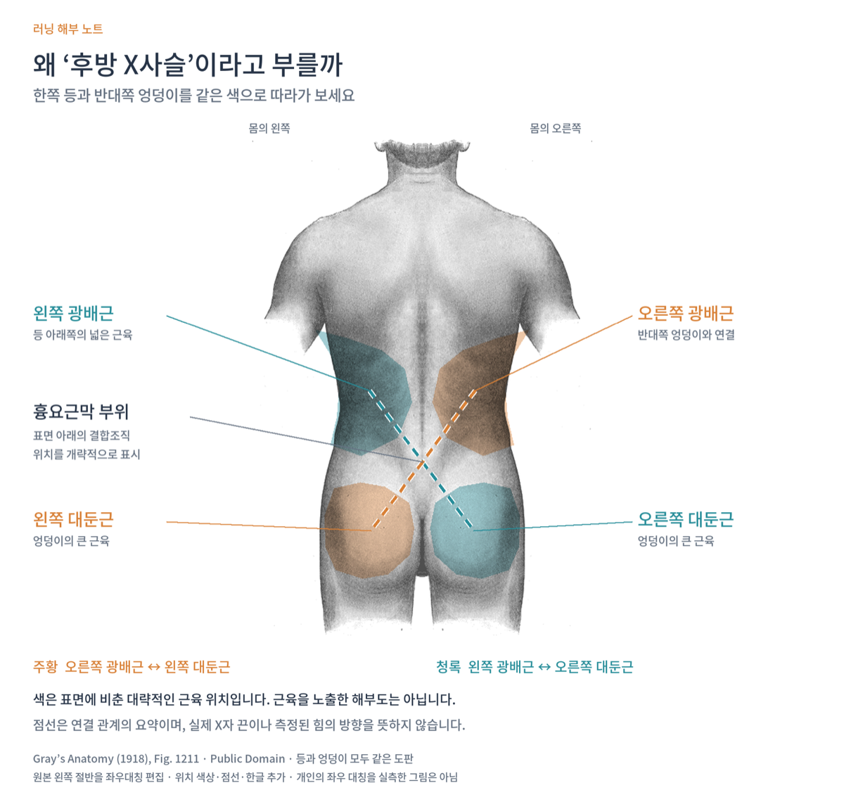 등과 엉덩이의 표면 해부도에 양쪽 광배근과 반대쪽 대둔근을 같은 색으로 표시하고 흉요근막 부위를 거쳐 X자 점선으로 연결한 설명도