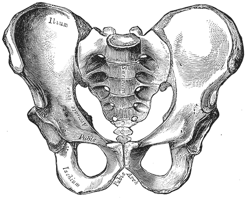 남성 골반을 앞에서 본 해부도. 좌우의 넓은 골반뼈(Ilium) 사이에 천골(Sacrum)이 쐐기처럼 끼워져 있고, 천골 맨 위에 요추가 얹히는 둥근 면이 보인다. 아래쪽에 두덩뼈(Pubis)와 궁둥뼈(Ischium), 두덩활(Pubic Arch)이 있다