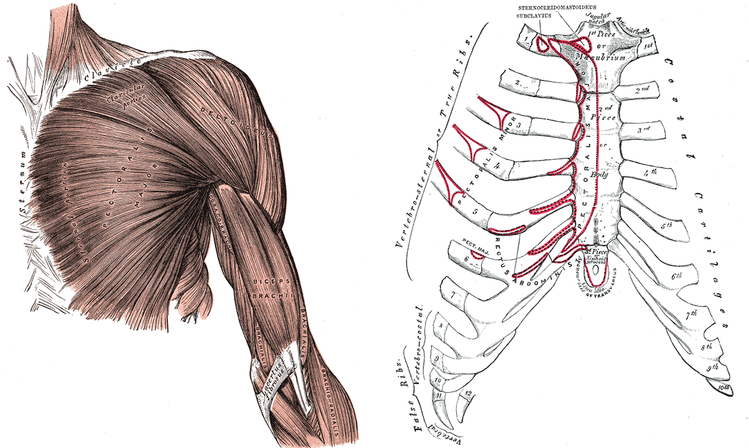 왼쪽은 앞에서 본 오른쪽 가슴과 팔의 표층 근육 그림으로, 빗장뼈(Clavicle)와 가슴뼈(Sternum)에서 시작한 큰가슴근(Pectoralis major)이 부채꼴로 모여 위팔로 가며 위쪽에 빗장뼈 부분(Clavicular portion)이 표시되어 있다. 오른쪽은 가슴뼈와 갈비연골의 앞면 그림으로, 근육이 붙는 자리가 빨간 선으로 그려져 있고 가슴뼈 가장자리를 따라 PECTORALIS MAJOR라는 글자가 적혀 있다