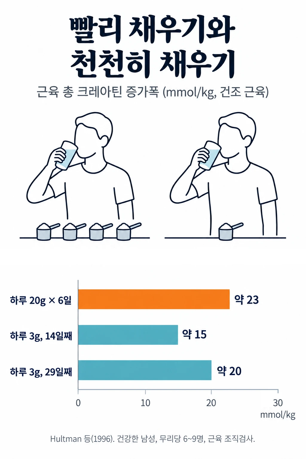 하루 20g을 6일 먹은 경우와 하루 3g을 먹은 경우의 근육 총 크레아틴 증가폭을 비교한 막대그래프. 하루 20g을 6일 먹은 무리는 약 23mmol/kg 늘었고, 하루 3g을 먹은 무리는 14일째 약 15, 29일째 약 20 늘어 로딩한 무리와 비슷해졌습니다.