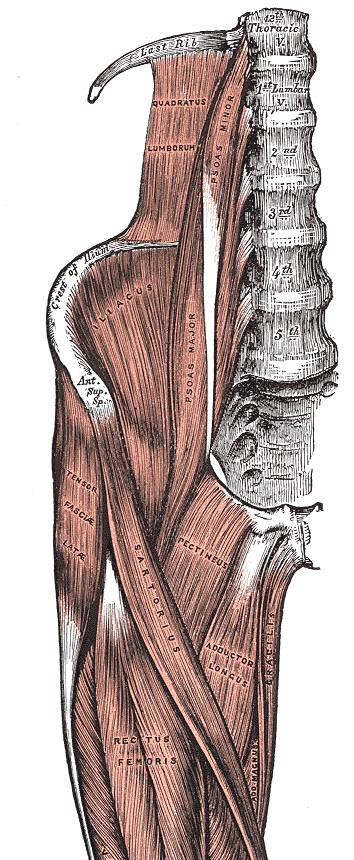 허리와 골반, 허벅지 윗부분을 앞에서 본 해부도. 1~5번 요추(Lumbar) 옆에서 대요근(Psoas major)이 아래로 내려가고, 골반 안쪽 면에서 장골근(Iliacus)이 내려와 대요근과 나란히 허벅지 쪽으로 향한다. 그 앞으로 봉공근(Sartorius)이 비스듬히 가로지르고, 허벅지 가운데에 대퇴직근(Rectus femoris)이 보인다. 위쪽에는 요방형근(Quadratus lumborum)과 마지막 갈비뼈(Last rib)가 있다