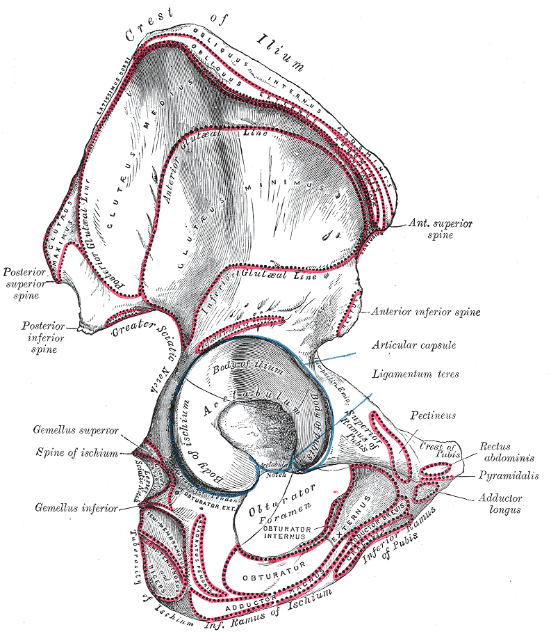 오른쪽 볼기뼈를 바깥에서 본 해부도. 위쪽 넓은 날개 면이 곡선 세 개(Posterior, Anterior, Inferior gluteal line)로 나뉘어 있고, 뒤쪽 두 선 사이에 GLUTÆUS MEDIUS, 가운데 두 선 사이에 GLUTÆUS MINIMUS, 가장 뒤쪽 좁은 띠에 GLUTÆUS MAXIMUS라고 적혀 있다. 아래쪽에 둥근 절구(Acetabulum)가 있다