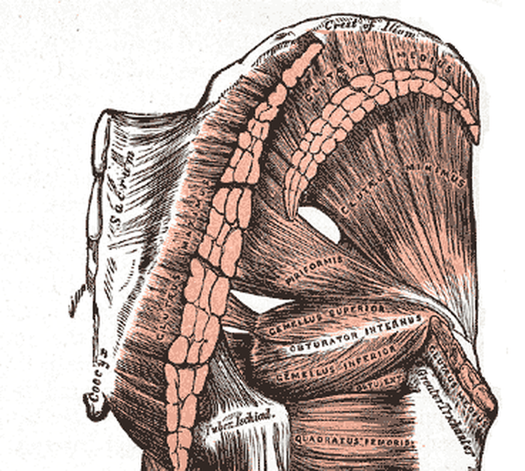 엉덩이를 뒤에서 본 해부도의 윗부분. 왼쪽에 엉치뼈(Sacrum)와 꼬리뼈(Coccyx)가 있고, 대둔근을 잘라 낸 단면이 비스듬한 띠로 남아 있다. 위쪽에 잘린 중둔근(GLUTEUS MEDIUS)의 단면이 아치 모양으로 보이고, 그 아래로 부채꼴의 소둔근(GLUTEUS MINIMUS)이 오른쪽 아래 큰돌기(Great Trochanter) 쪽으로 모인다. 그 아래로 궁둥구멍근(PIRIFORMIS), 위·아래 쌍둥이근, 속폐쇄근, 넙다리네모근이 가로로 지나간다