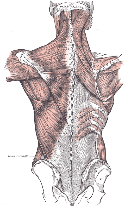 등의 표층 근육 해부도. 그림 왼쪽에는 목덜미에서 등 가운데까지 덮은 승모근(Trapezius)과, 허리 아래쪽에서 겨드랑이 쪽으로 비스듬히 올라가는 넓은 광배근(Latissimus dorsi)이 있다. 광배근 위쪽 겨드랑이 근처에 대원근(Teres major)과 극하근(Infraspinatus)이 보이고, 광배근 아래 끝은 골반뼈 위 테두리(Crest of ilium) 근처까지 내려온다. 그림 오른쪽은 승모근을 걷어 내 그 밑의 마름근(Rhomboideus)과 허리의 넓은 힘줄막(Lumbo-dorsal fascia)이 드러나 있다