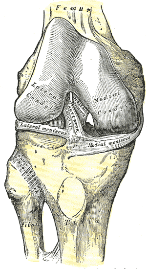 무릎을 굽힌 채 앞에서 본 해부도. 허벅지뼈(Femur)의 바깥쪽 관절융기(Lateral condyle)와 안쪽 관절융기(Medial condyle) 사이 홈에서 전방십자인대(Anterior cruciate)와 후방십자인대(Posterior cruciate)가 엇갈려 있고, 그 아래 정강뼈(Tibia) 위에 바깥쪽 반월판(Lateral meniscus)과 안쪽 반월판(Medial meniscus)이 놓여 있다. 왼쪽 아래에 종아리뼈(Fibula)가 보인다