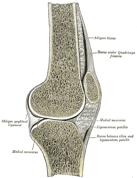 오른쪽 무릎을 옆에서 앞뒤로 자른 단면 해부도. 위에 허벅지뼈(Femur), 아래에 정강뼈(Tibia), 앞쪽에 무릎뼈(Patella)가 있고, 무릎뼈 아래 끝에서 정강뼈 앞으로 내려가는 띠 모양의 슬개건(Ligamentum patellae)이 보인다