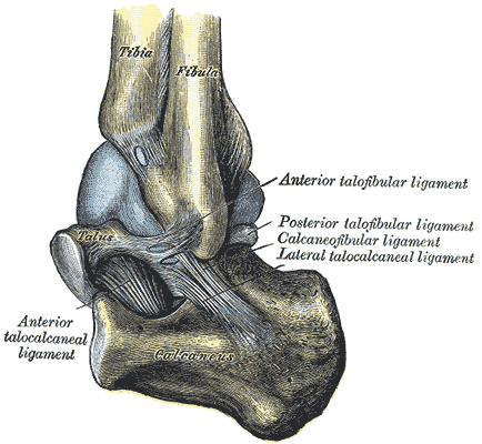 왼쪽 발목관절을 바깥쪽에서 본 해부도. 위에 정강뼈(Tibia)와 종아리뼈(Fibula)가 내려와 목말뼈(Talus)를 감싸고, 그 아래에 발꿈치뼈(Calcaneus)가 있다. 종아리뼈 끝에서 앞·뒤·아래로 뻗는 인대들이 라벨과 함께 그려져 있다