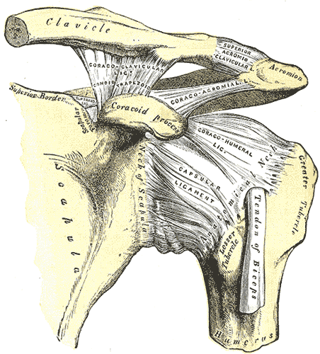 왼쪽 어깨를 앞에서 본 해부도. 위에 쇄골(Clavicle)과 견봉(Acromion), 앞쪽에 오구돌기(Coracoid process)가 있고, 견봉과 오구돌기 사이에 오구견봉인대(Coraco-acromial lig.)가 걸쳐 있다. 그 아래로 팔뼈 머리를 싼 관절낭(Capsular ligament)과 오구상완인대(Coraco-humeral lig.)가 보이고, 팔뼈 앞 고랑으로 이두근 힘줄(Tendon of Biceps)이 내려간다