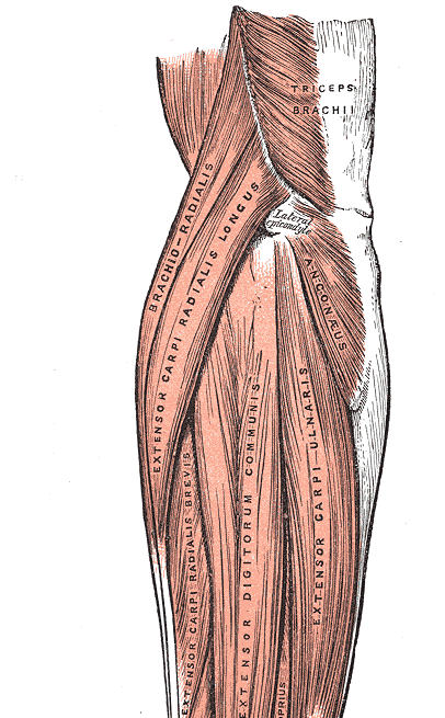 아래팔을 뒤쪽에서 본 해부도. 팔꿈치 바깥쪽 뼈 돌기에 Lateral epicondyle 라벨이 있고, 그 아래로 Extensor carpi radialis longus, Extensor carpi radialis brevis, Extensor digitorum communis, Extensor carpi ulnaris 등 손목과 손가락을 펴는 근육이 아래팔을 따라 손목 쪽으로 내려간다. 바깥 가장자리에 Brachio-radialis, 팔꿈치 뒤에 Anconæus와 Triceps brachii가 보인다