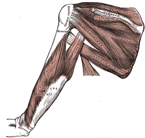 왼쪽 어깨와 위팔을 뒤에서 본 근육 해부도. 날개뼈 뒷면에 극상근(Supra-spinatus), 극하근(Infra-spinatus), 소원근(Teres minor), 대원근(Teres major)이 있고, 날개뼈 쪽에서 내려오는 삼두근의 긴 갈래(Long head)와 위팔뼈(Humerus) 뒤쪽의 바깥 갈래(Lateral head)가 합쳐져 삼두근(Triceps brachii)이 되어 팔꿈치 머리(Olecranon)에 붙는다