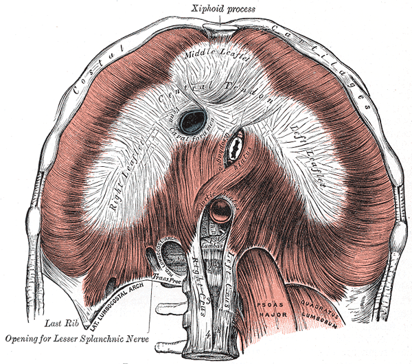 횡격막을 아래에서 올려다본 해부도. 위쪽에 칼돌기(Xiphoid process)와 갈비연골이 있고 가운데 힘줄(Central tendon)이 보인다. 아래쪽 가운데로 허리뼈가 내려가며, 그 오른쪽 아래에 큰허리근(Psoas major)과 그 바깥의 요방형근(Quadratus lumborum)이 라벨과 함께 보이고, 왼쪽 아래에 마지막 갈비뼈(Last rib)가 표시되어 있다