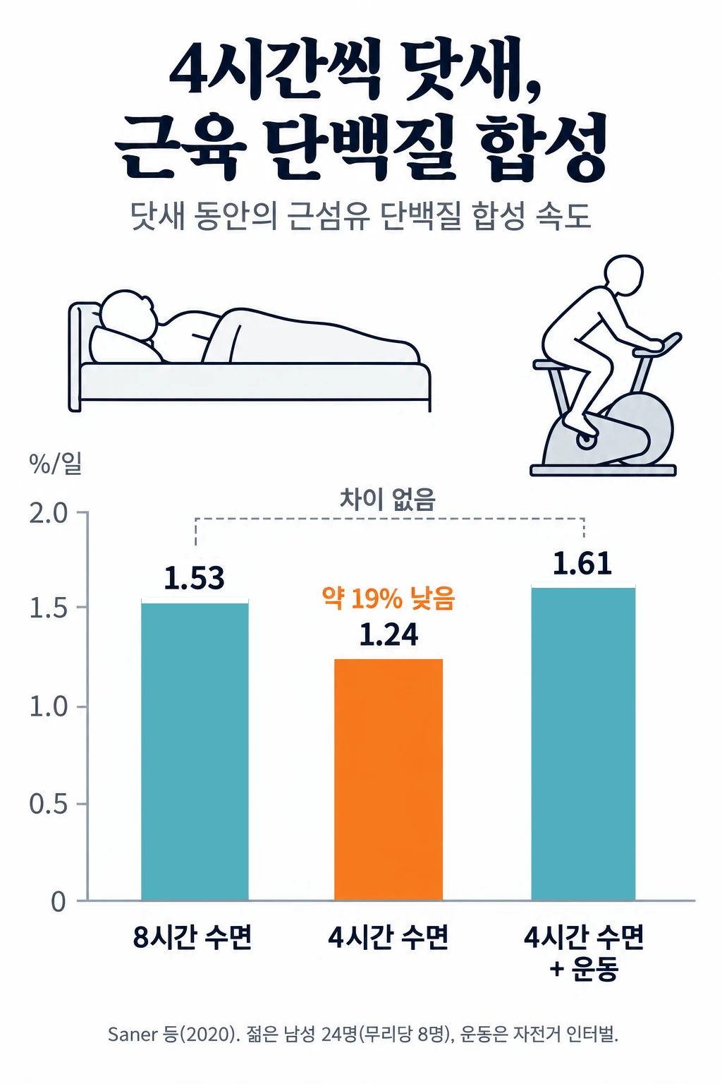 침대에 누운 사람 그림과 닷새 동안의 근섬유 단백질 합성 속도 막대그래프. 8시간 수면 하루 1.53%, 4시간 수면 1.24%, 4시간 수면에 고강도 인터벌 운동을 더한 무리 1.61%. 4시간 수면 무리만 나머지 두 무리보다 낮았고, 운동을 더한 무리와 8시간 수면 무리는 차이가 없었습니다.