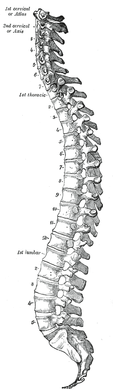 척추 전체를 옆에서 본 해부도. 위에서부터 목뼈 7개, 1번 등뼈(1st thoracic)부터 등뼈 12개, 1번 허리뼈(1st lumbar)부터 허리뼈 5개, 그 아래 엉치뼈와 꼬리뼈가 이어진다. 허리뼈 부분은 그림 왼쪽(배 쪽)으로 볼록하게 휘어 있다