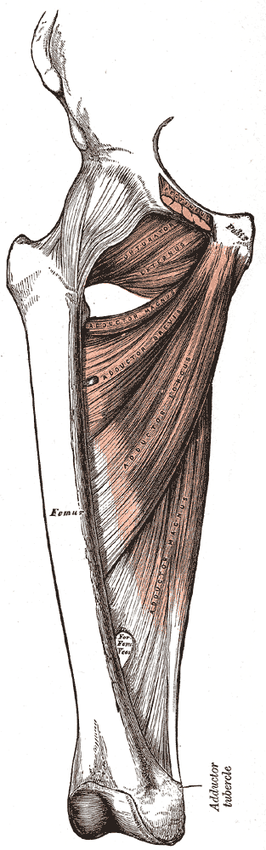 허벅지 안쪽의 깊은 근육을 앞에서 본 해부도. 두덩뼈(Pubis)에서 시작한 긴모음근(Adductor longus), 짧은모음근(Adductor brevis), 큰모음근(Adductor magnus)이 부채꼴로 퍼져 허벅지뼈(Femur)를 따라 붙고, 큰모음근의 아래 끝은 허벅지뼈 아래쪽 모음근결절(Adductor tubercle)까지 내려간다. 위쪽에는 바깥폐쇄근(Obturator externus)과 잘린 두덩근(Pectineus)이 보인다