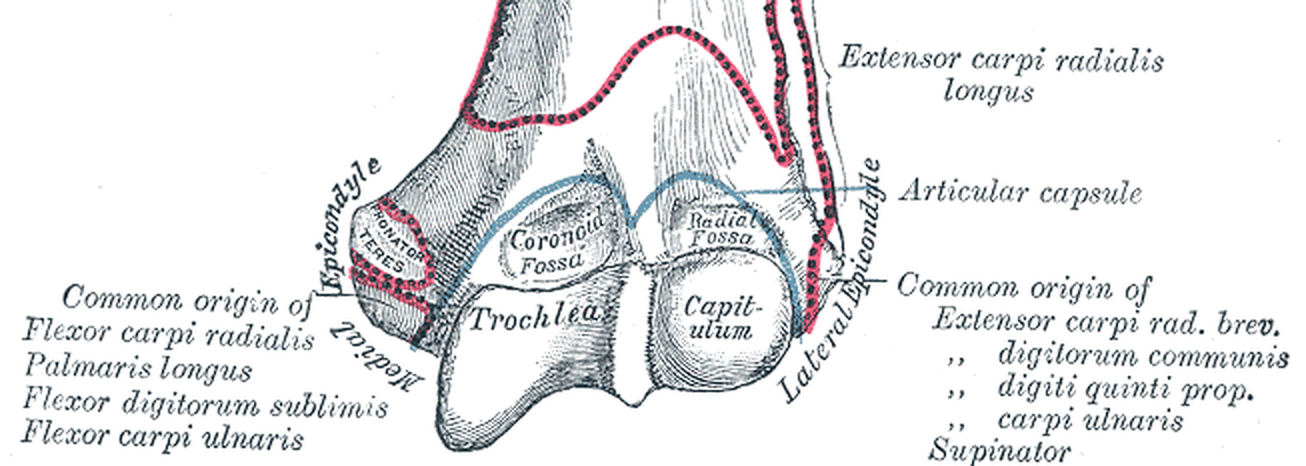 위팔뼈 아래쪽 끝을 앞에서 본 해부 그림. 그림 왼쪽에 Medial Epicondyle(내측 상과)이 있고 붉은 점선으로 Pronator teres(원회내근) 부착 자리가 표시되어 있으며, 그 옆 라벨에 Flexor carpi radialis·Palmaris longus·Flexor digitorum sublimis·Flexor carpi ulnaris의 공통 기시부(Common origin)가 적혀 있다. 그림 오른쪽에 Lateral Epicondyle(외측 상과)이 있고, 라벨에 Extensor carpi rad. brev.·digitorum communis·digiti quinti prop.·carpi ulnaris의 공통 기시부와 Supinator가 적혀 있다. 가운데에 Trochlea와 Capitulum이 보인다
