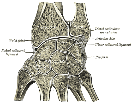손목을 세로로 자른 단면 그림. 위쪽에 요골(Radius)과 척골(Ulna)이 있고, 척골 끝과 손목뼈 사이에 연골판(Articular disc)이, 두 뼈 사이에 원위 요척관절(Distal radioulnar articulation)이 표시되어 있다. 아래쪽에 주상골(Navicular)·월상골(Lunate)·삼각골(Triquetrum) 등 손목뼈와 손허리뼈 다섯 개가 보인다